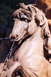 horse detail